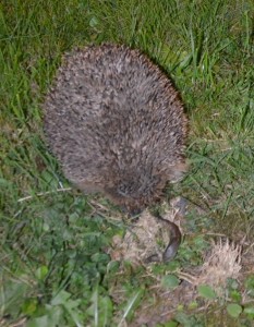 Prickly new recruit for RFDO turned up at rehearsal. Spotted by bass player Gordon Bailey near steps of Newnham St Peter's School eating a large black slug!